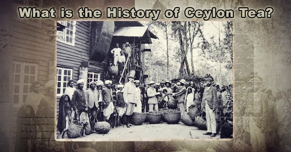 What is the History of Ceylon Tea?