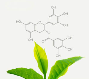 Polyphenols